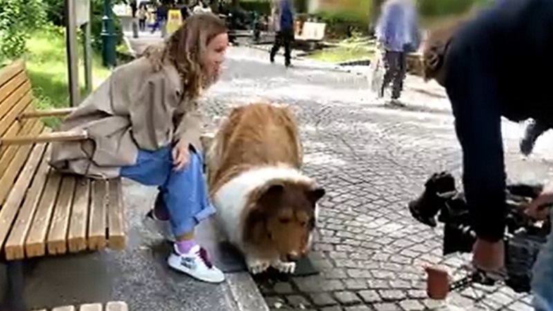 अजीबोगरीब शौक! कुत्ता बनकर जी रहा जापान का यह शख्स