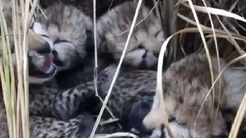 Kuno National Park : कूनो के चीतों को लगी किसकी नजर...! मादा चीता ज्वाला के दो शावकों की मौत