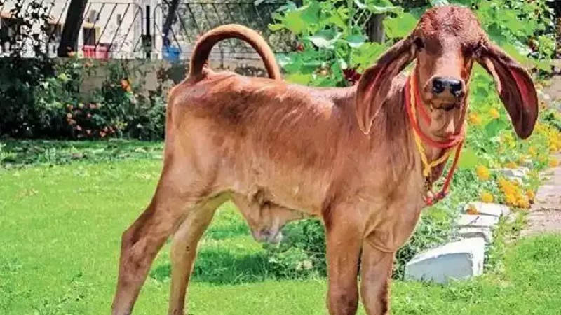 Cow Clone : जय विज्ञान..! क्लोन गाय गंगा बन सकती है गेम चेंजर