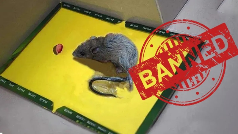 चूहा पकड़ने वाले ग्लू पेपर बोर्ड पर राज्य सरकारें क्यों लगा रहीं बैन !