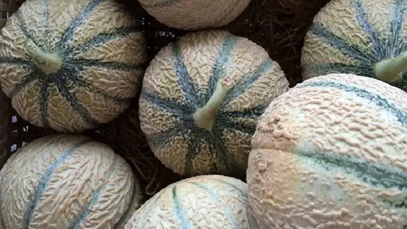 क्या सच में ‘खरबूजा खरबूजे को देख कर रंग बदलता है...!’ क्या कहता है साइंस