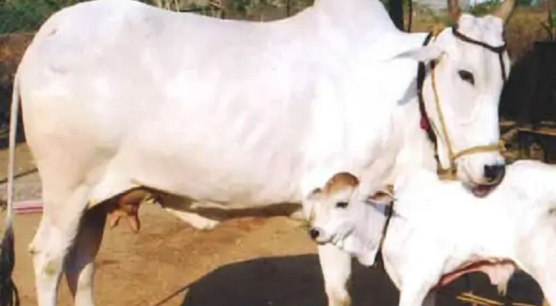 खेती संग पशुधन...नीति आयोग ने गोमूत्र-गोबर पर जारी की रिपोर्ट: कहा, खेती के लिए कैमिकल खाद इंसानी सेहत के लिए खतरनाक