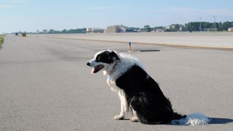 गोवा में रनवे पर कुत्ता आया: कंट्रोल रूम ने कहा इंतजार करो... फ्लाइट वापस बेंगलूरु लौटी, 3 घंटे बाद फिर आई