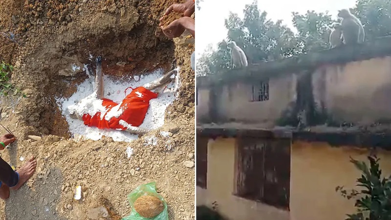 बंदर के अंतिम संस्कार में पहुंचे उसके साथी, लोग बोले- ऐसा पहले कभी नहीं देखा