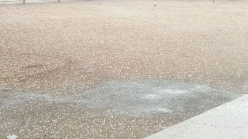 राजस्थान में 24 घंटे में बारिश के साथ गिरेंगे ओले, 13 जिलों में अलर्ट जारी