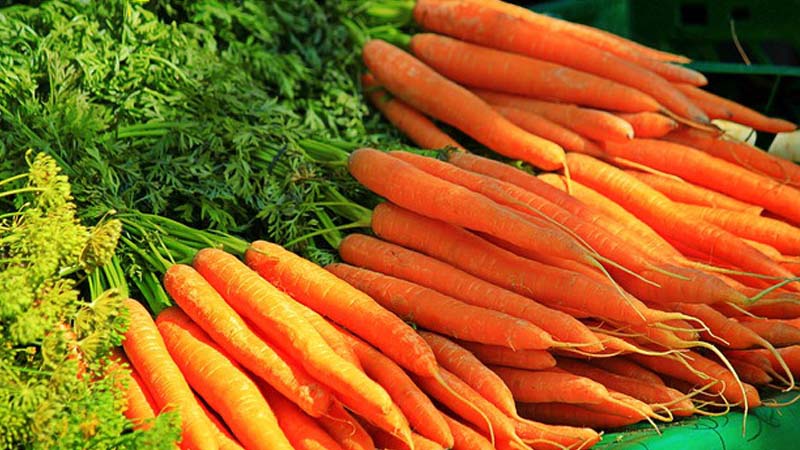 गाजर का रंग उड़ा... 25 फीसदी खराबे से किसान उदास