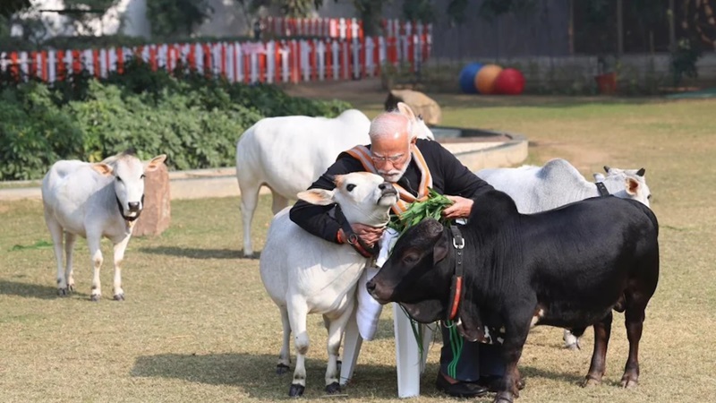 सुर्खियों में छोटी-छोटी गइयां... खास हैं इस नस्ल की गायें, जिन्हें पीएम ने खिलाया चारा