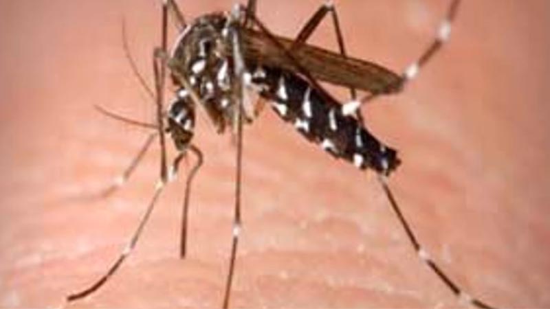 दिल्ली में अब कहर बरपा रहा डेंगू