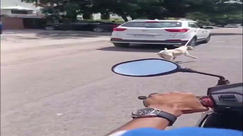 क्रूरता की हद..! घर में घुसे कुत्ते को डॉक्टर ने कार से बांधकर दौड़ाया