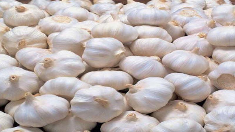 अतिवृष्टि से मध्य प्रदेश में लहसुन की गुणवत्ता पर विपरीत असर, किसानों को मिल रहे हैं लागत से भी कम दाम