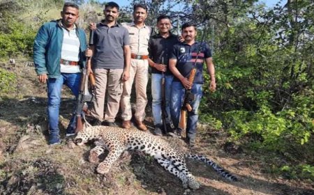 उदयपुर के जंगलों में आदमखोर पैंथर का आतंक हुआ समाप्त