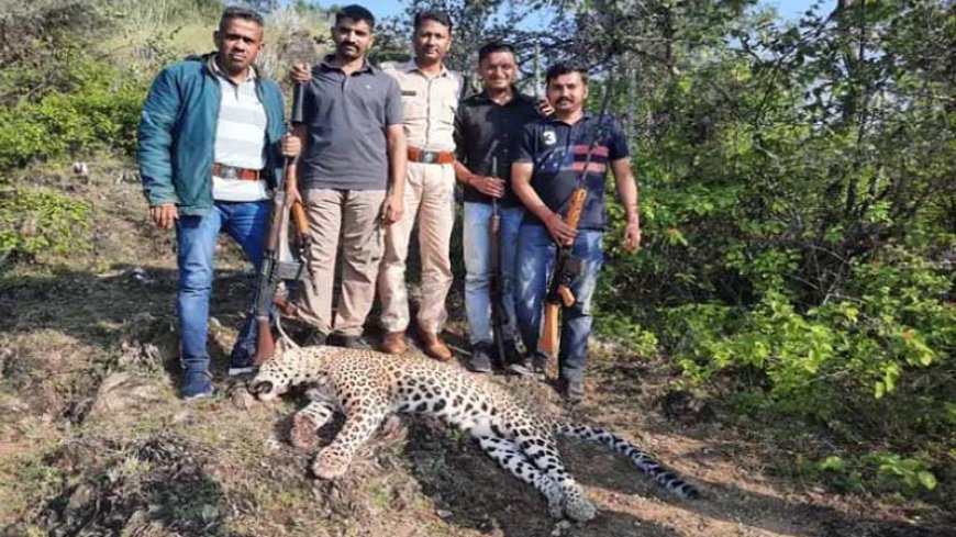 उदयपुर के जंगलों में आदमखोर पैंथर का आतंक हुआ समाप्त