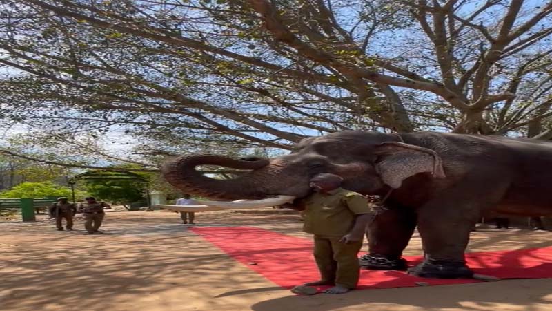 रिटायरमेंट पर हाथी कलीम को मिला गार्ड ऑफ ऑनर..!