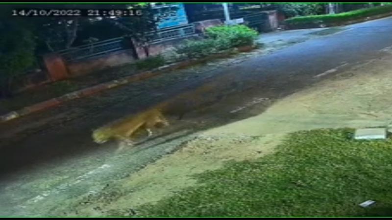 जयपुर के पॉश इलाके में फिर बेखौफ घूमता दिखा तेंदुआ, लोगो में फैली सनसनी, वन विभाग का रवैया सुस्त