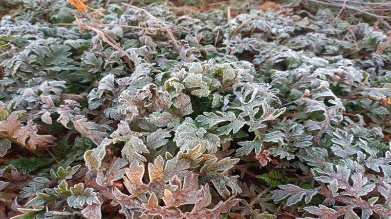 मौसम : राजस्थान में मावठ के आसार, शीतलहर से मिलेगी राहत