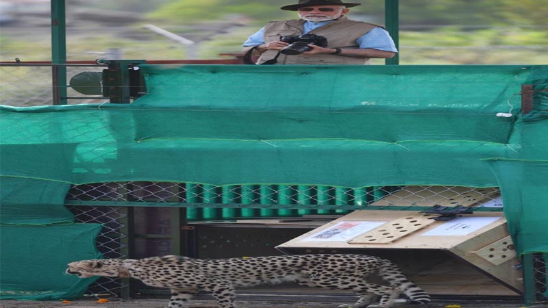 क्या अखिलेश को चीते के बारे में जरा भी ज्ञान नहीं..!