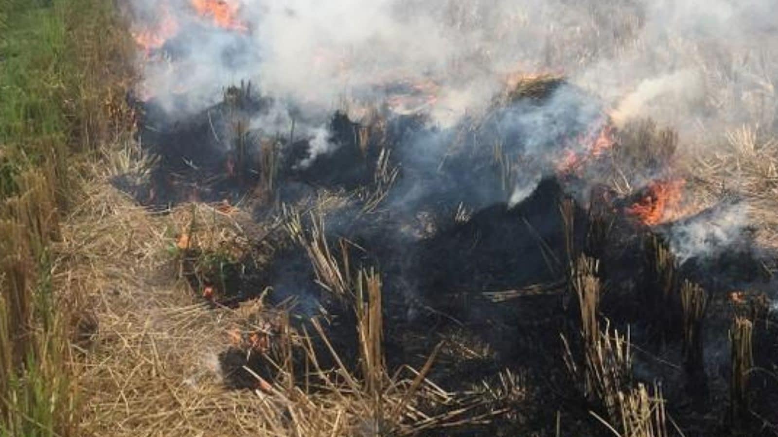 पराली जलाने के कारण होने वाले प्रदूषण की समस्या से निपटने को पंजाब और हरियाणा ने बनाई नीति