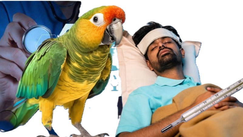 क्या है पैरेट फीवर? कहाँ फ़ैल रहा है और क्या हैं इसके लक्षण