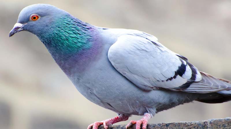 अब कबूतरों को कहें जा. जा.. जा.. क्योंकि पूर्वांचल में वही बन रहे हैं लंग्स फाइब्रोसिस का प्रमुख कारण..!