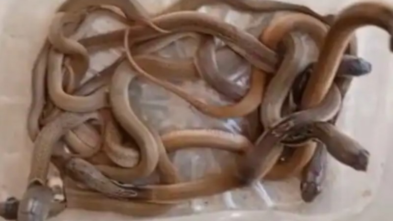 AIMIM अध्यक्ष के घर में निकले दर्जनों सांप...रसोई,कमरों में सांप ही सांप ,फैली दहशत