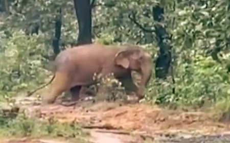 कोल्हापुर के जैन मंदिर से वनतारा भेजी गई हाथी 'महादेवी' की वापसी के लिए महाराष्ट्र सरकार करेगी हस्तक्षेप..
