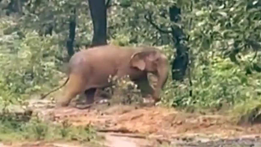 कोल्हापुर के जैन मंदिर से वनतारा भेजी गई हाथी 'महादेवी' की वापसी के लिए महाराष्ट्र सरकार करेगी हस्तक्षेप..