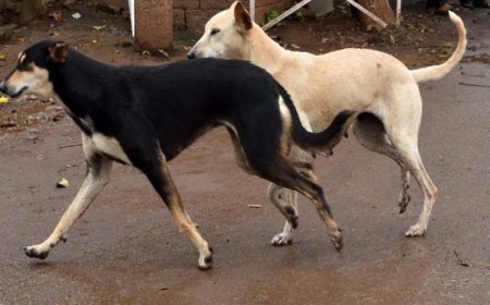 जेएलएन स्टेडियम में आवारा कुत्तों का आतंक, वर्ल्ड पैरा एथलेटिक्स चैंपियनशिप में जापान व केन्या के कोच पर हमला