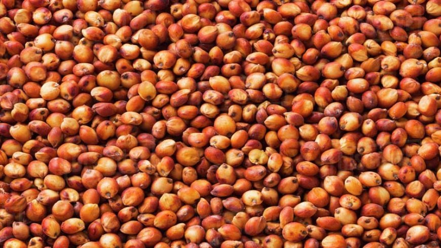 भारत अमेरिकी कृषि उत्पादों और डिस्टिलर्स ड्राइड ग्रेन्स पर आयात शुल्क में रियायत देगा