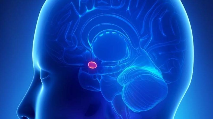 मानवीय संरचना पर मेरा प्रश्न और chat gpt का उत्तर..!