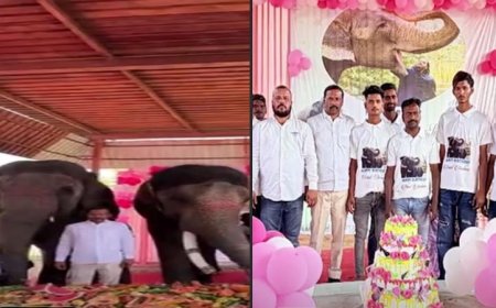 हाथी गांव में अनोखा जश्न: हाथियों संग धूमधाम से मनाया गया अनंत अंबानी का जन्मदिन