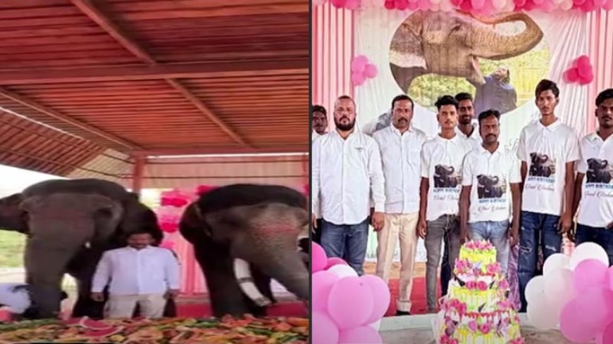 हाथी गांव में अनोखा जश्न: हाथियों संग धूमधाम से मनाया गया अनंत अंबानी का जन्मदिन